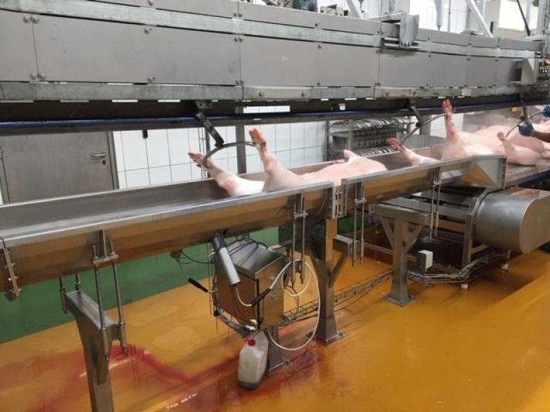 Basé sur un système à ultrason, l’AutoFom permet de catégoriser rapidement les carcasses.