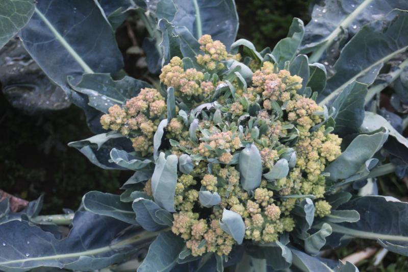 Lorsque l’induction florale est incomplète, des bractées se forment à l’intérieur de la pomme et ressortent en apparaissant au-dessus du chou. Il est impossible de les enlever lors de l’opération de parage pour la vente.