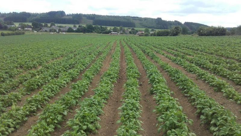 Quentin Goffinet a cultivé pas moins de  sept variétés de pomme de terre en 2018.
