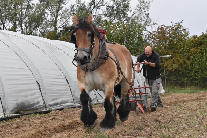 Utilisation moderne du cheval de trait en maraîchage.