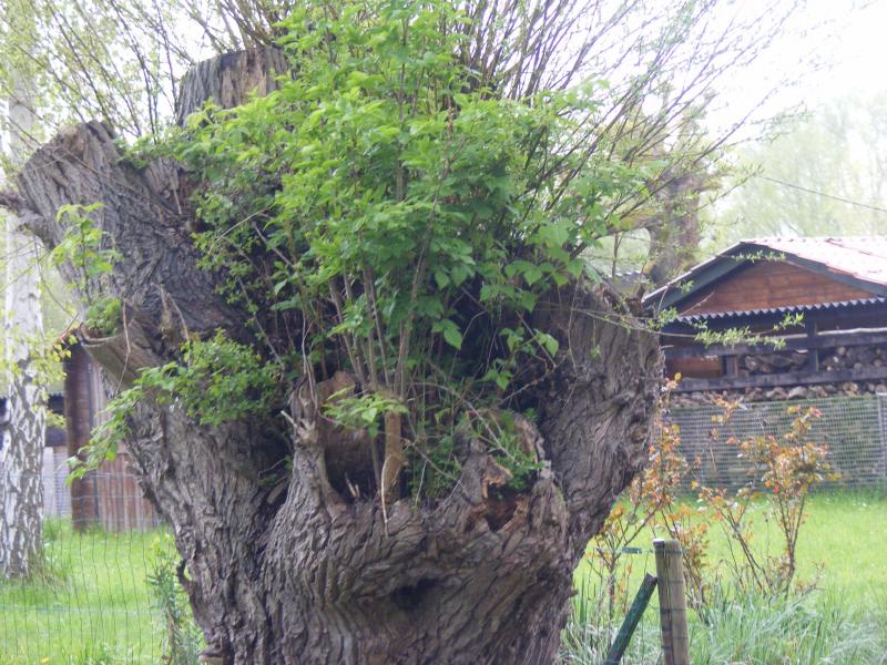 Si un vieux saule têtard est présent sur place, il sera préservé, bien sûr.