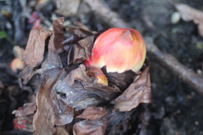 Au printemps, les bourgeons démarrent leur croissance pour rapidement produire les feuilles dont nous récoltons les pétioles.