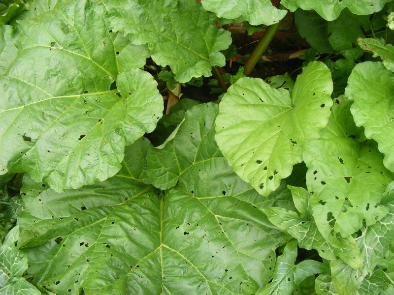 A la fin de l'été, les feuilles produisent les sucres qui alimenteront les réserves à partir desquelles la plante redémarrera l'année suivante.