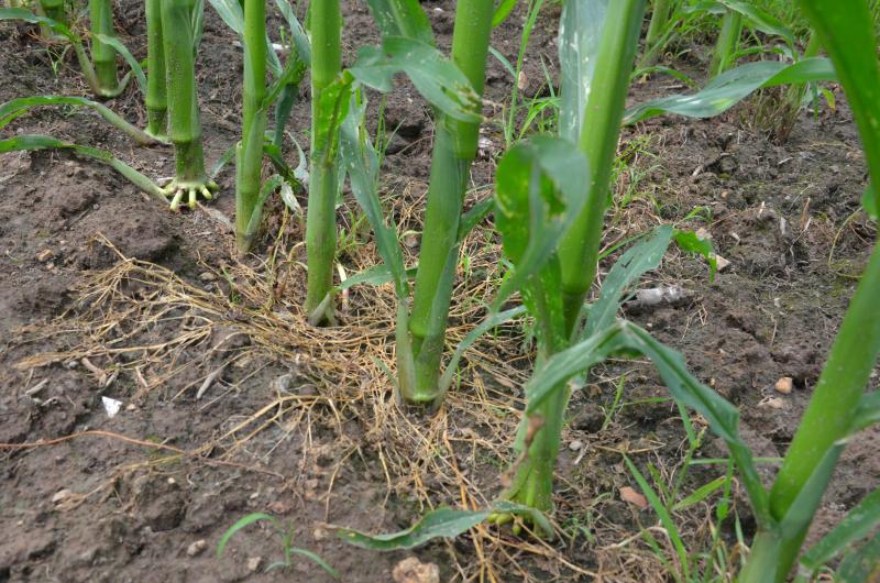 Les possibilités de destruction ne manquent pas contre le liseron des haies.