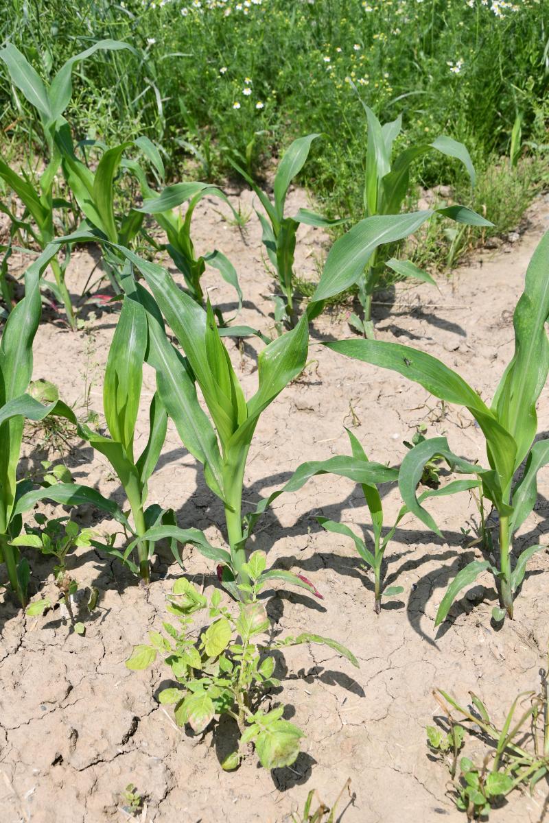 Plusieurs solutions sont disponibles pour combattre efficacement les repousses de pomme de terre, à condition d’intervenir au bon stade.