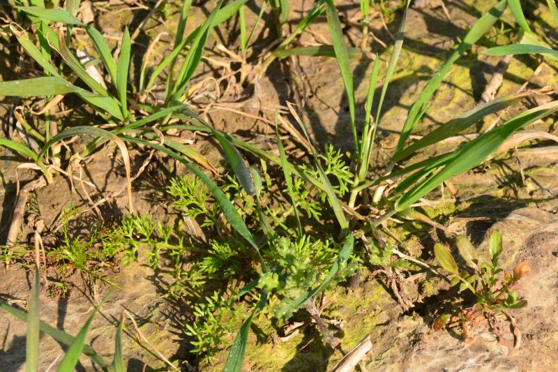 Le désherbage au printemps: on raisonne de manière individualisée pour les différentes parcelles concernées.