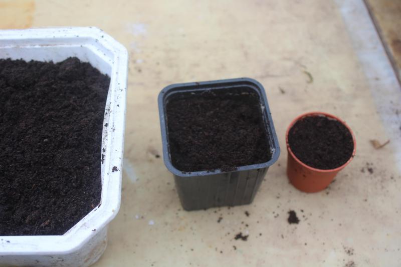 La germination se passe aussi bien dans un petit pot que dans un grand. Mais la durée de l'élevage pourra être plus longue dans des pots plus grands. C'est intéressant au printemps et pour les jardins potagers de petite dimension.