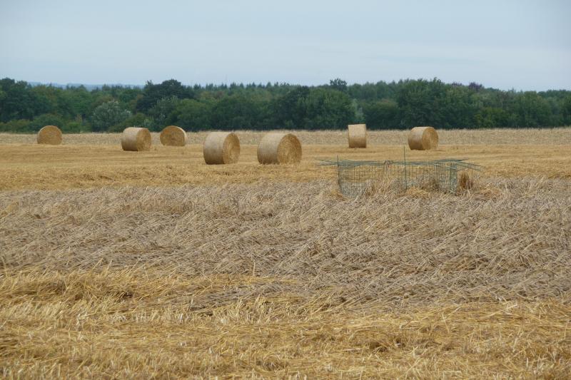 Nichée de busards Saint-Martin protégée par un grillage en 2010 dans les cultures de M. Séverin dans lesquelles les céréales étaient versées.