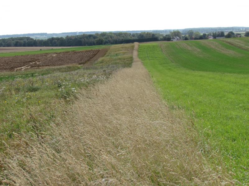 Une bande aménagée favorable à la petite faune des plaines.
