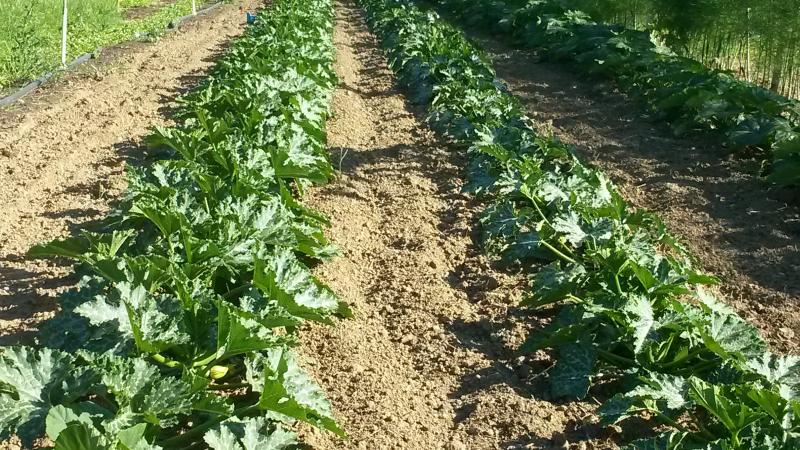 Le travail du sol (pour permettre la réalisation de faux-semis) et la couverture du sol (plantes couvrantes, paillage, engrais verts) sont deux méthodes efficaces pour maîtriser les galinsoges.