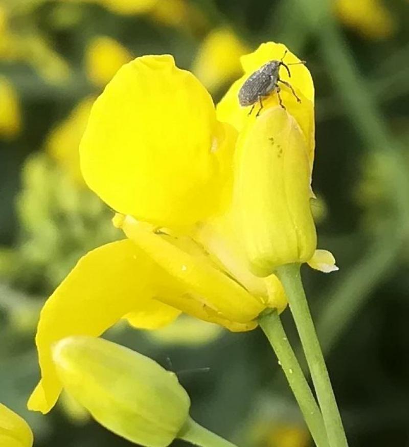Ce charançon des siliques symbolise bien l’afflux précoce d’insectes, comme l’an passé.