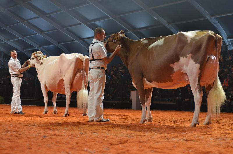 De gauche à droite, Pastèque, grande championne Red Holstein à Roger Frossard (Suisse) et Plattery Armani Brook , championne réserve, à Christian Menoud (Suisse).