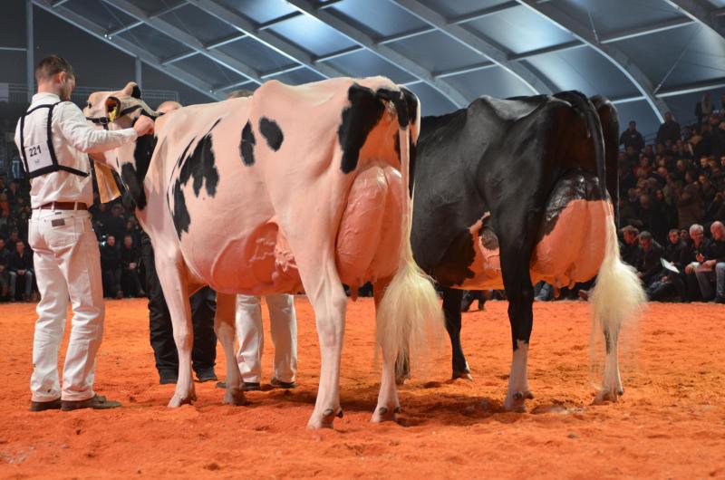 De droite à gauche, Du Rahon Heline, (p. Chelios), grande championne (Suisse)  et sa réserve Sunibelle Dempsey Esprit (Suisse).