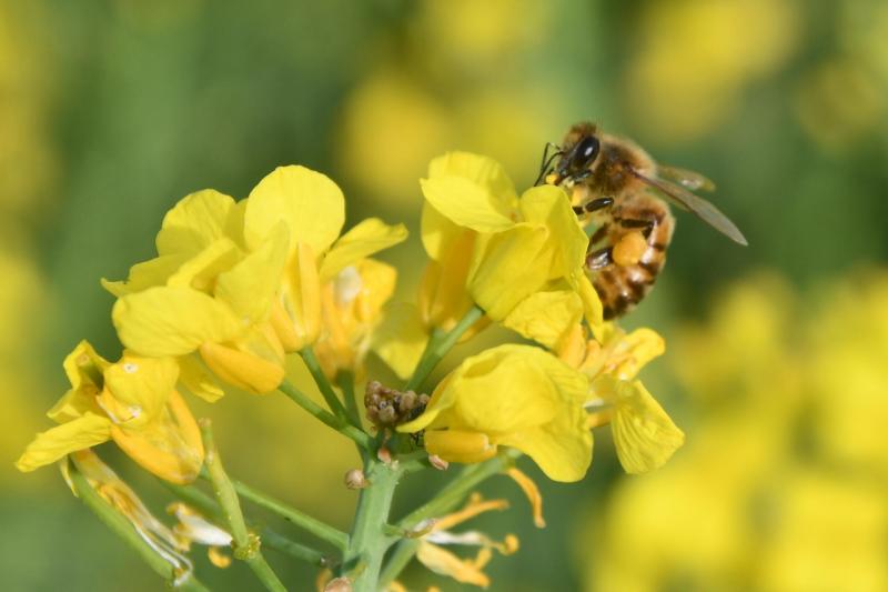La floraison a démarré lentement mi-avril et a connu des journées chaudes favorables à l’activité des pollinisateurs, et surtout des journées très froides, début mai.
