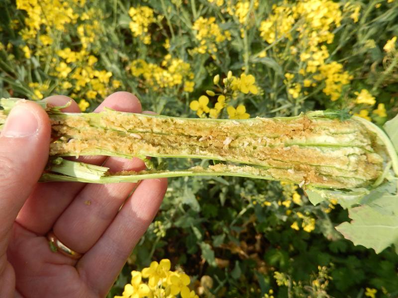 Voici un aperçu significatif des dégâts causés par les larves de charançons de la tige: tiges du colza minées, entraînant une mauvaise alimentation des plantes en eau notamment (stress hydrique, sécheresse).