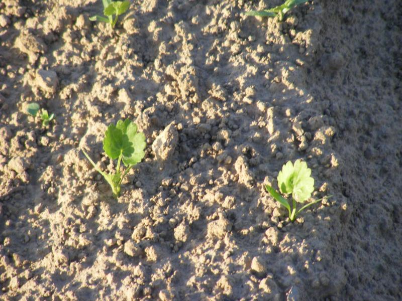 Les semences de panais sont entourées de téguments épais et coriaces. La franchise du contact graine-sol est importante pour permettre et maintenir l'imbibition.