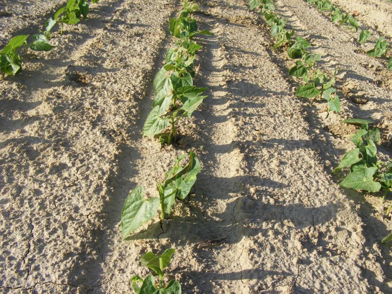 Pour la levée des haricots, la température est un critère important. Pour que la levée soit suffisamment rapide afin d'éviter des pourritures des graines, il faut au moins 18 °C dans le sol.