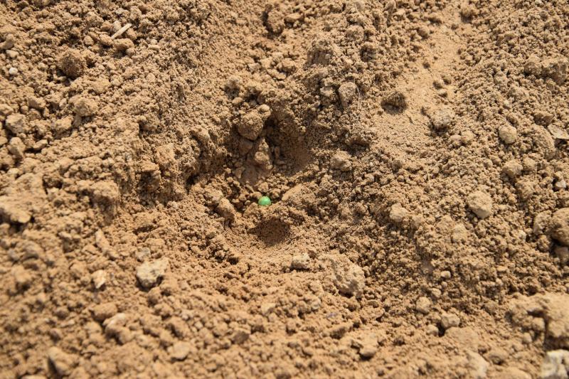Deux autorisations «
120
jours
» ont été octroyées dans le cadre des semis de betteraves
; la première pour le traitement de semences, la seconde pour le semis de semences traitées.