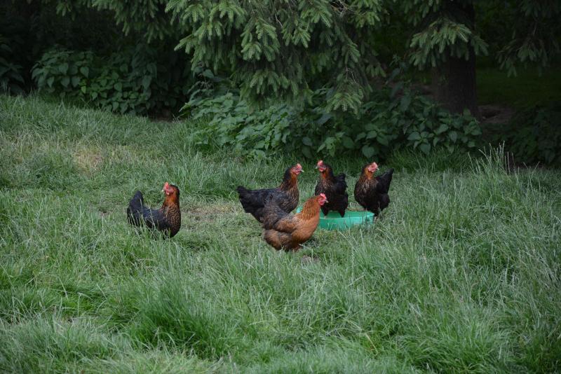 Dopée par la demande, l’aviculture bio wallonne enregistre une nouvelle croissance impressionnante : +24 % pour les poulets de chair et + 35 % pour les poules pondeuses.
