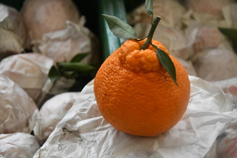 Une mandarine de calibre XXL, à l’image du pays.