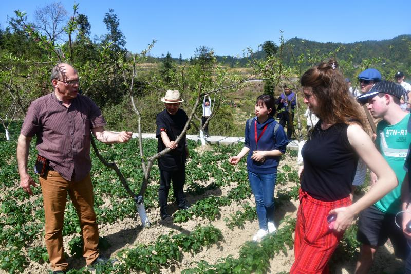 Culture de pommes de terre sous pêchers dans le superbe village de Tujiazhai, où les habitants connaissent une nouvelle prospérité grâce à l’arboriculture fruitière et l’exploitation touristique du site connu pour ses arbousiers d’un âge vénérable.
