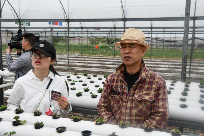 Visite des serres de l’Académie des sciences agronomiques de Enshi, où sont testées et développées de nombreuses techniques de production en hydroponie, aéroponie ou encore sur substrat. De gauche à droite, les agronomes spécialistes de la pomme de terre, Mme Wang Zhen, et M. Che Xingbi (Station de protection des plantes - Chongqing), le maître d’œuvre «local» de ce voyage d’études et d’échanges.