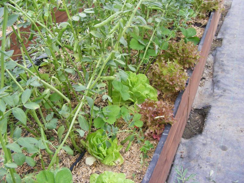 Les tuyaux d'irrigation permettent les apports d'eau au sol sans mouiller le feuillage.