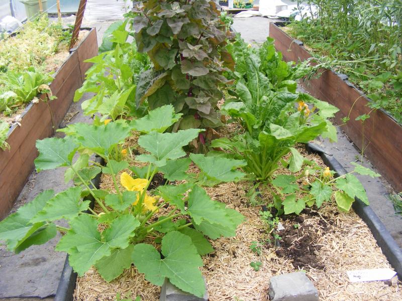 Le paillage permet de diminuer l'évaporation d'eau en surface de sol.