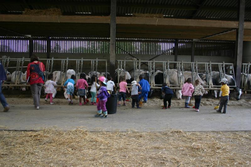 traite des vaches et alimentation des veaux et autres animaux sont au programme  d’une matinée riche en découvertes.