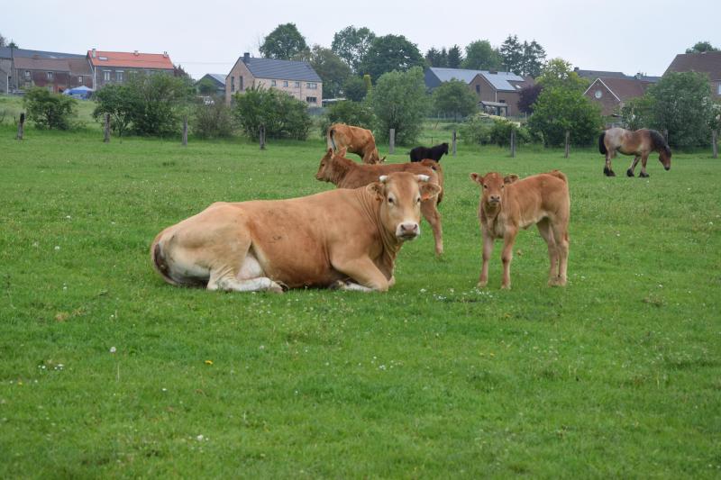 Les vaches limousines cohabitent parfaitement avec les chevaux de traits brabançons de l’exploitation, sans aucune concurrence alimentaire.
