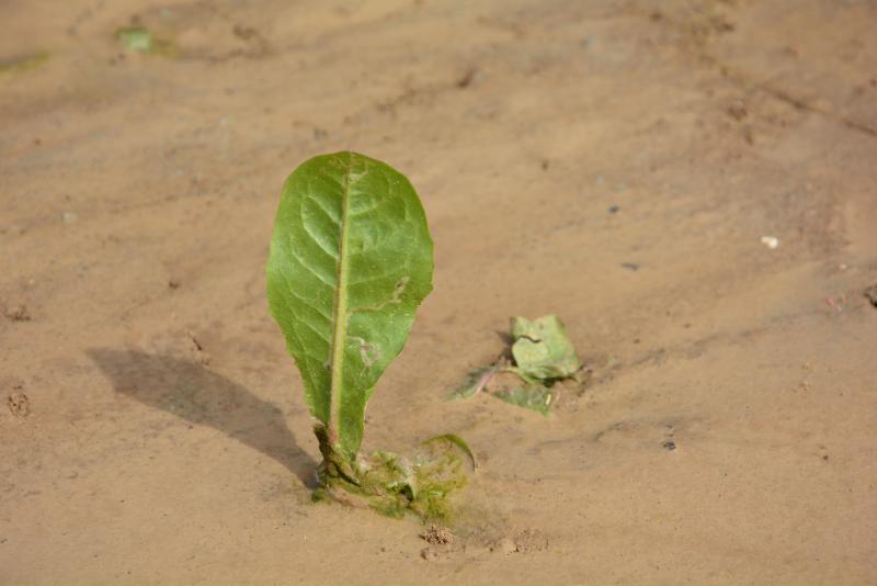 Les cultures sur buttes comme les carottes et les racines de chicons sont les premières concernées par les risques de ravinement à la suite d’orages violents. La mise en place de diguettes permet aujourd’hui de limiter ce type de dommage!