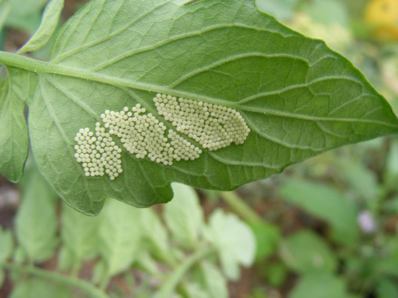 Les papillons sont en vol depuis quelques jours, les chenilles sont présentes ou sont attendues très prochainement.