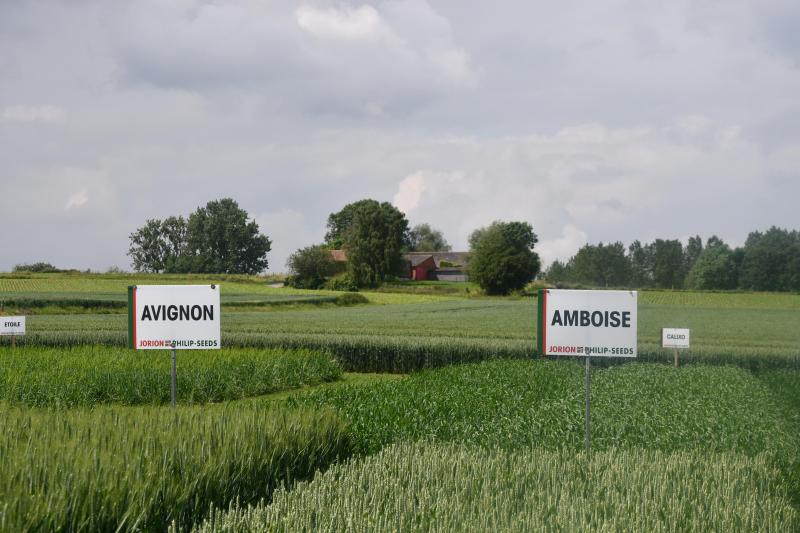 La vitrine variétale sise à la ferme de Liessart réunit les fleurons de l’entreprise, les nouveautés disponibles dès l’automne, mais aussi des candidats à une future commercialisation.