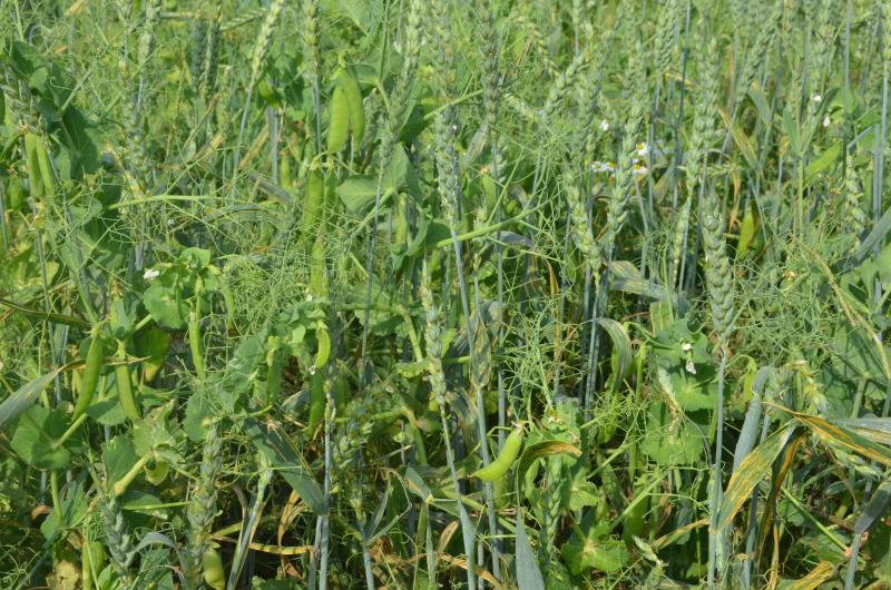 La protéine de pois et les protiénes de blé texturées trouvent de plus en plus d’applications dans le marché des «analogues ou substituts de viande», en plein essor notamment en Amérique du nord.