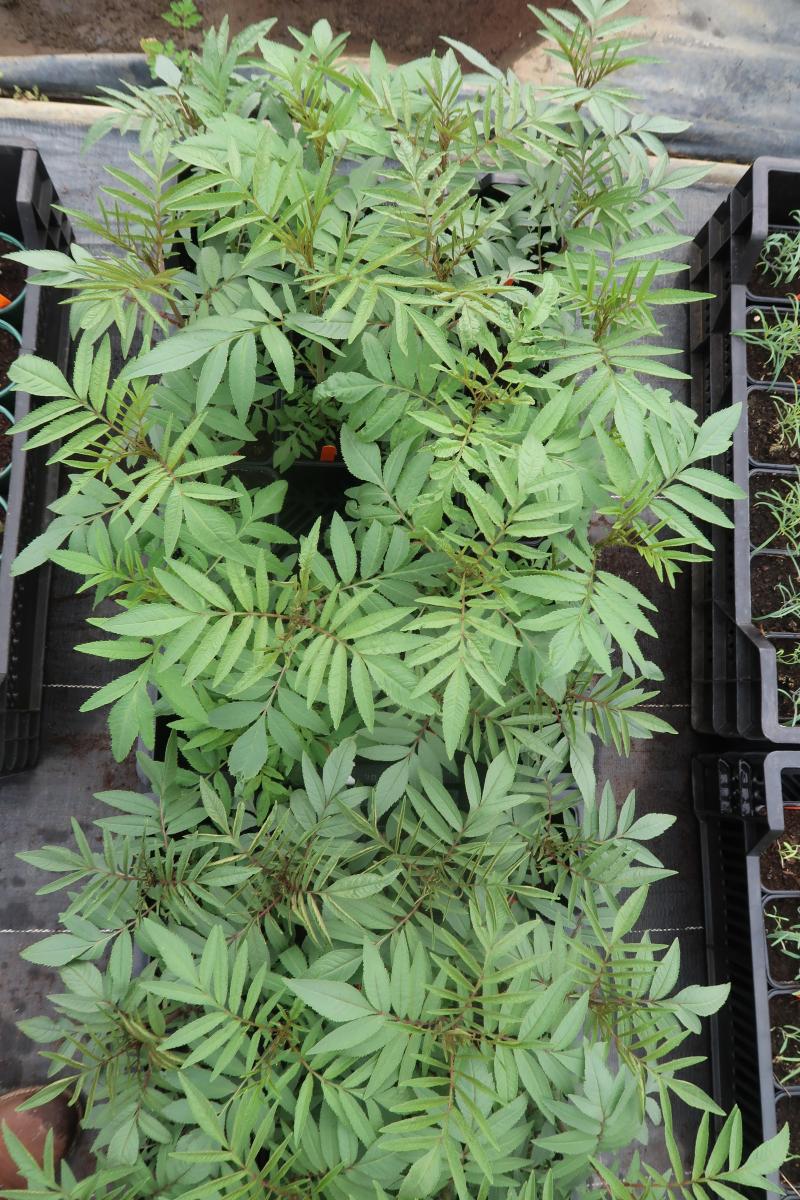 La Tagète géante (Tagetes minuta) peut être une alliée au jardin pour éloigner les nématodes. Dégageant une odeur rappelant le pamplemousse et la citronnelle, une fois en bouche c’est par contre une saveur d’ananas qui l’emporte. Utilisable en aromate ou séchée en tisane.