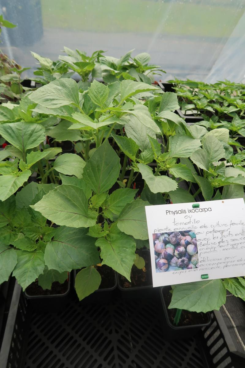 Le Tomatillo (Physalis ixocarpa) est une plante cousine de l’amour-en-cage. Son fruit est l’ingrédient de base des véritables salsas mexicaines et peut aussi servir à la fabrication de chutney.