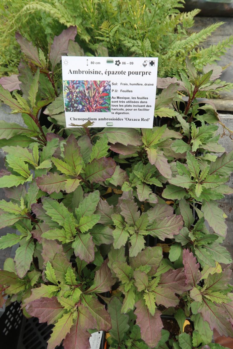 L’Épazote (Dysphania ambrosioides) est parfois appelé thé du Mexique. Il s’agit d’un ingrédient indispensable de la cuisine traditionnelle mexicaine où elle est largement utilisée en association avec les haricots pour en faciliter la digestion.