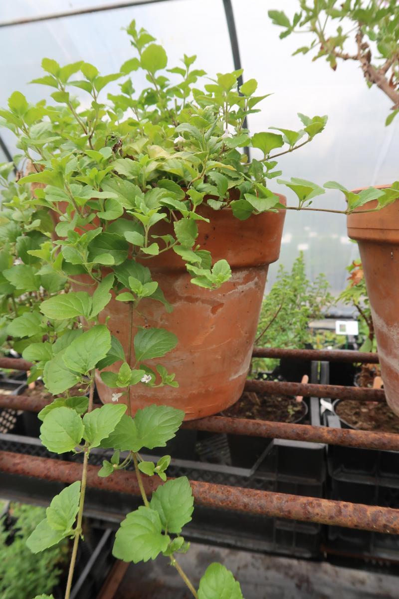 La Menthe indienne (Satureja douglasii) est bien une sarriette et non une menthe comme son nom commun l’aurait laissé croire. Surtout prisée pour ses qualités ornementales dues à son port tombant, elle pourra aussi agrémenter les salades et les taboulés avec son goût mentholé subtil.