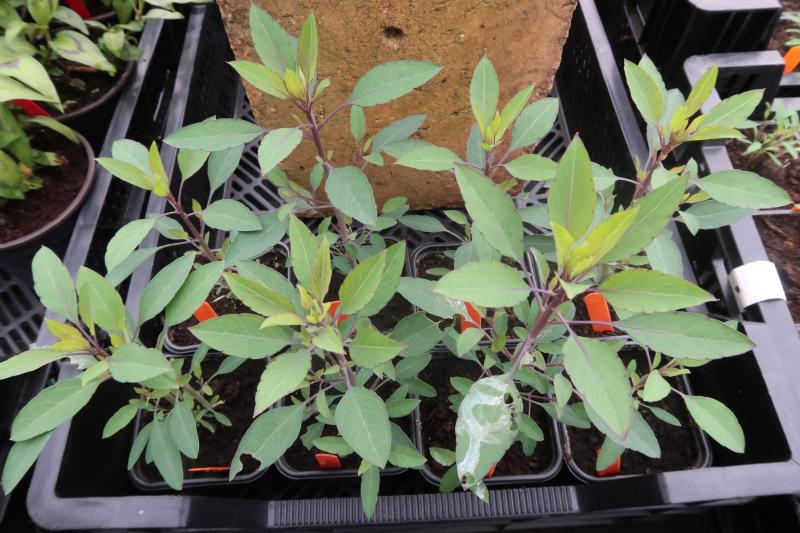 La Papalo (Porophyllum ruderale), qui est aussi appelée « coriandre bolivienne », est un ingrédient typique de la cuisine mexicaine (tacos, patates sautées, etc.). Cet aromate embellira le jardin par ses feuilles d’un joli vert bleuté.