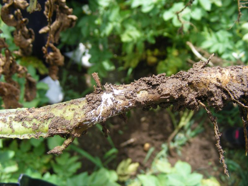 L'excès d'humidité amène une asphyxie des racines, des pourritures s'installent.