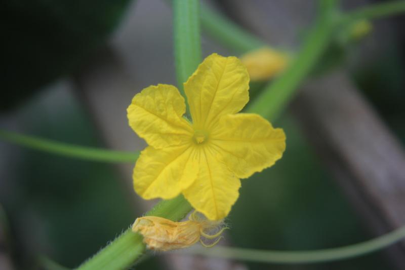 Les variétés de concombre de type «hollandais» sont généralement parthénocarpiques (formation de fruits sans fécondation). En melons, au contraire, n'oublions pas la fécondation par les insectes.