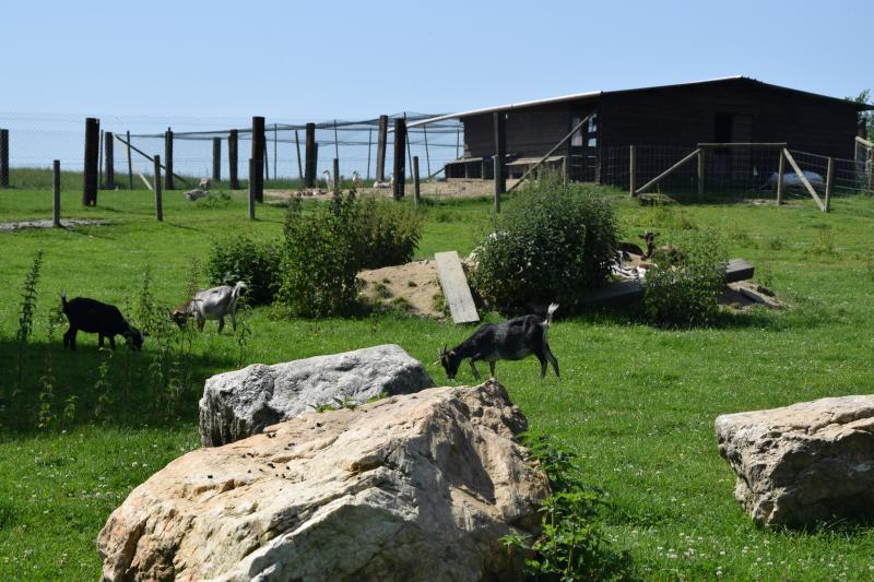 Tout est fait pour que les enfants s’occupent eux-mêmes des animaux. Ceux-ci peuvent facilement évoluer dans le «parc animalier» agencé autour de la ferme pédagogique.