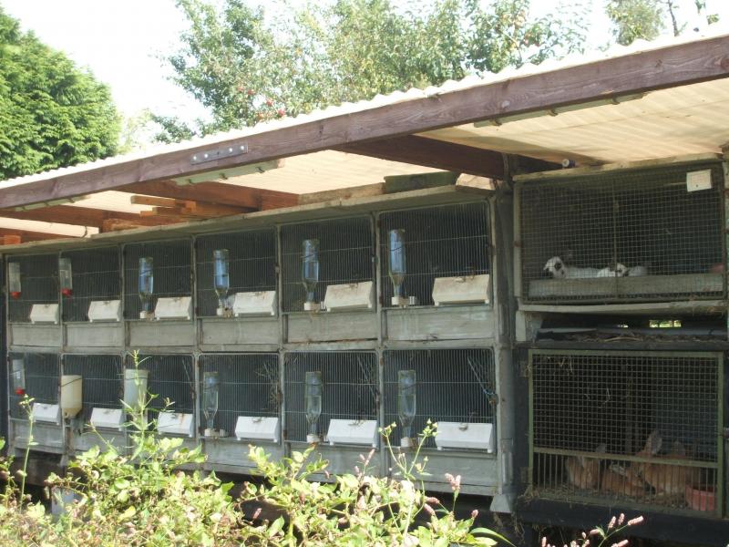Les clapiers en plein air doivent préférentiellement être orientés à l’est ou au sud-est  pour éviter les trop fortes chaleurs estivales. Le toit doit largement dépasser les cages.