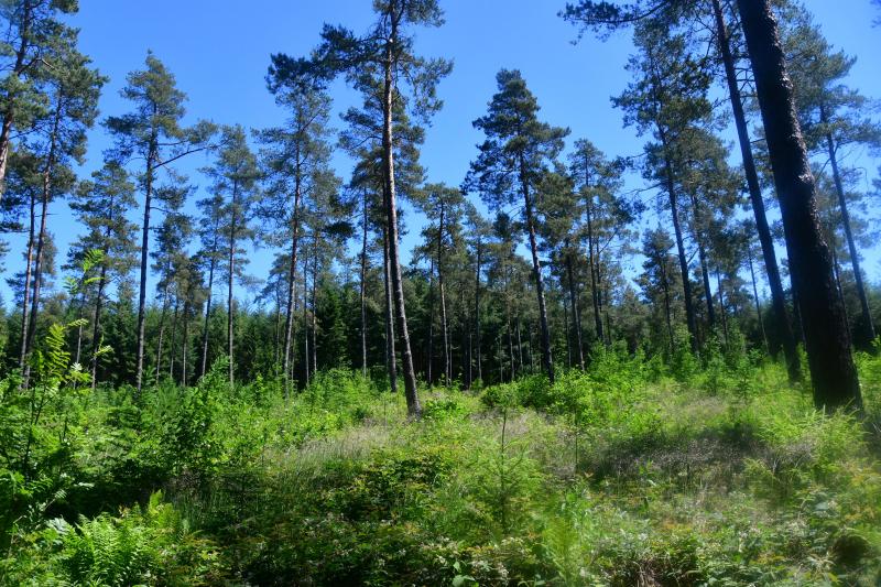 Une enquête menée auprès d’un large échantillon d’habitants de la Fédération Wallonie-Bruxelles révèle un profond décalage dans la perception des rôles de la forêt et du matériau bois. La fonction récréative est largement plébiscitée, tandis que le prélèvement du bois à des fins industrielles et commerciales est considéré négativement par nombre de répondants.