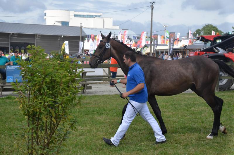 Le Summer breeding show, soit le grand concours d’élevage pour poneys  et chevaux de sport, se déroulera du 26 au 28 juillet près du rond d’Havrincourt.