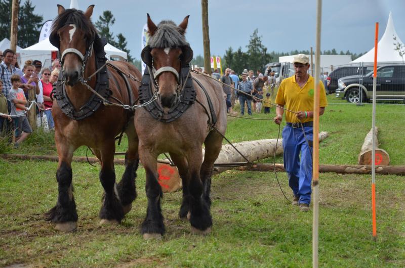 Le Trait se mettra une nouvelle fois en évidence lors du concours international  du cheval de travail. Rendez-vous à Demo Forest les 30 et 31 juillet.