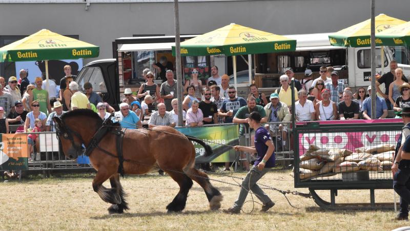 Concours de Libramont 2018: toute la volonté de Michael Nélisse  et de son cheval Marco à l'épreuve de force.
