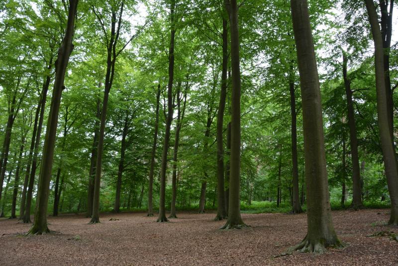 La forêt wallonne, c’est près de 560.000
ha répartis équitablement entre les propriétaires publics et privés.