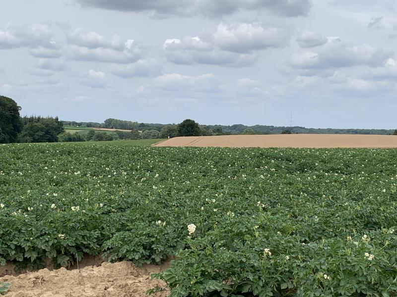 Le Nepg souligne que c’est en août et septembre que le rendement se concrétise. «Tout dépendra de la pluie dans les semaines à venir.»