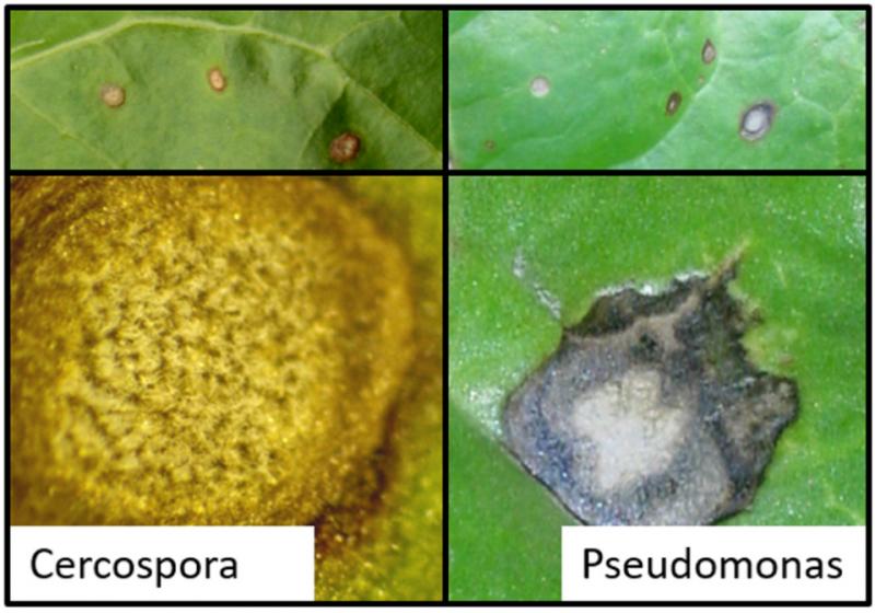 Les taches foliaires causées par la bactérie pseudomonas ne comportent pas de spores (l’observation avec une loupe est utile), contrairement à la cercosporiose qui est une maladie cryptogamique.